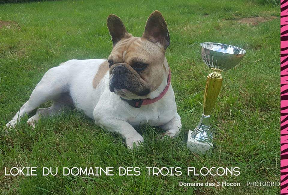 CH. Lokie Du Domaine Des Trois Flocons