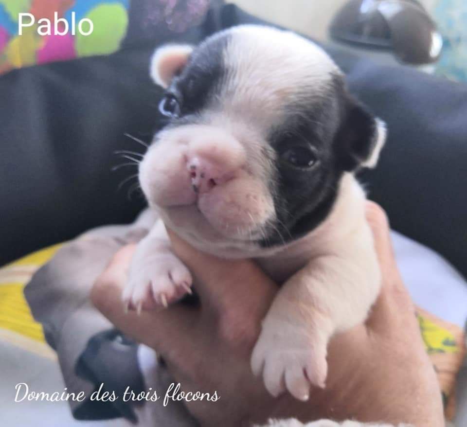 Naissances chiots bouledogue français 